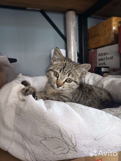 Котёнок бесплатно