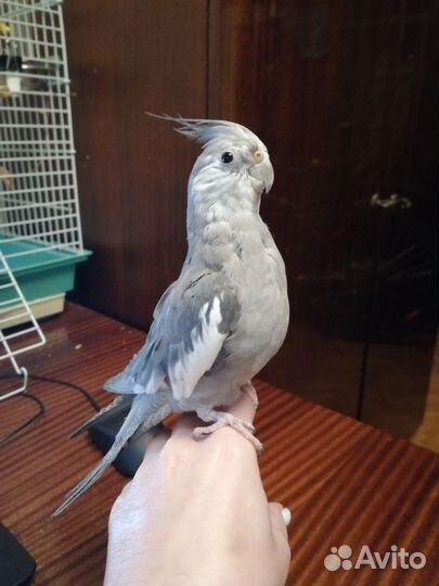Ручной попугай корелла