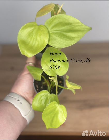 Филодендроны сортовые