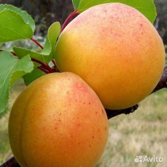 Саженцы Абрикоса Крымский Амур