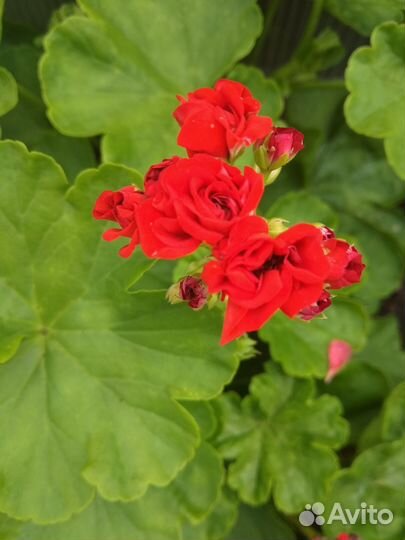 Пеларгония герань