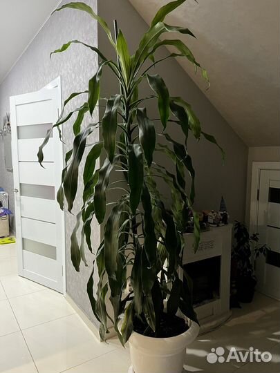 Пальма драцена