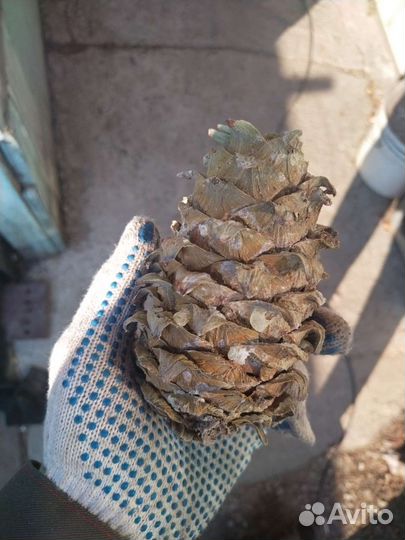Продам Шишку кедровая