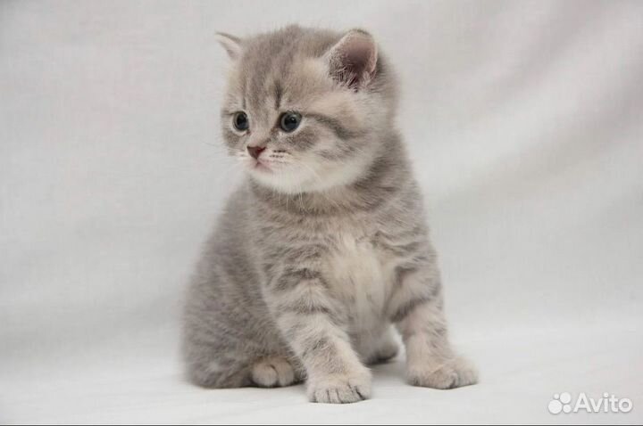 Шотландская