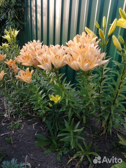 Лилии луковицы