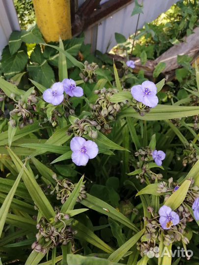 Многолетники флоксы, гелениум, традесканция