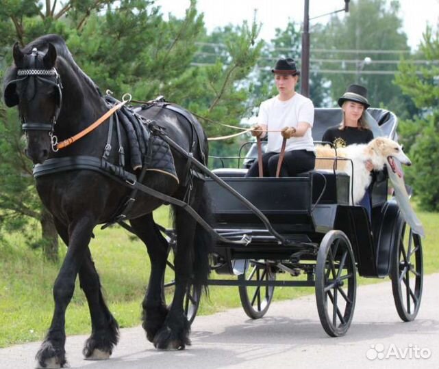 Карета - фаэтон для лошади