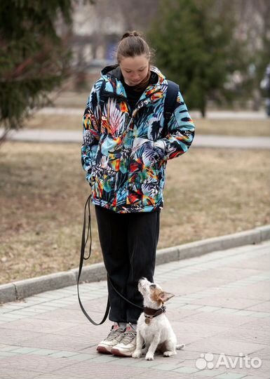 Услуги кинолога