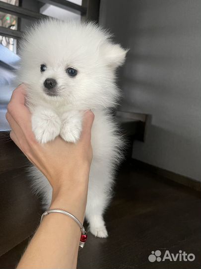 Немецкий шпиц