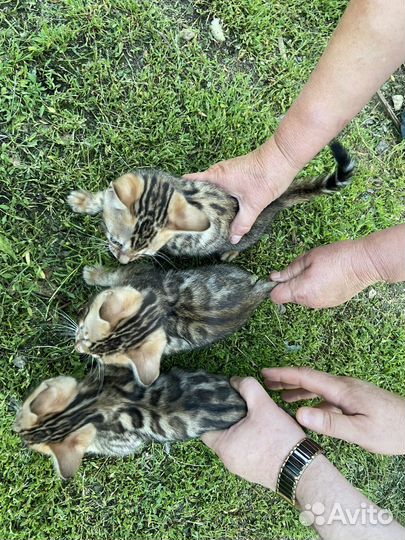 Бенгальские котята