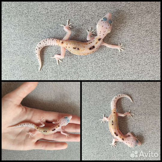 Эублефары 2023