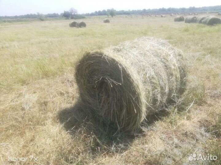 Сено луговое
