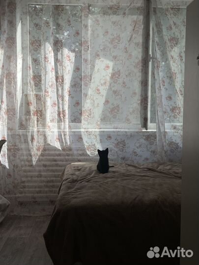 Котёнок