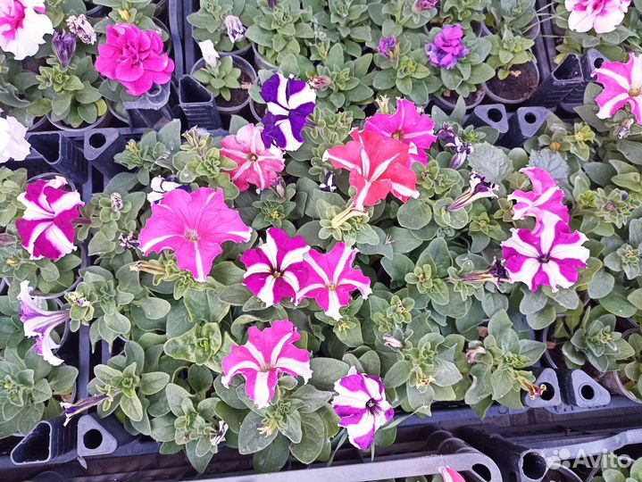 Рассада петуньи