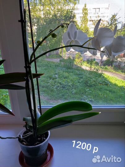 Цветы домашние в горшках