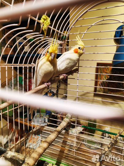 Продаю сформированную пару попугаев Корелла