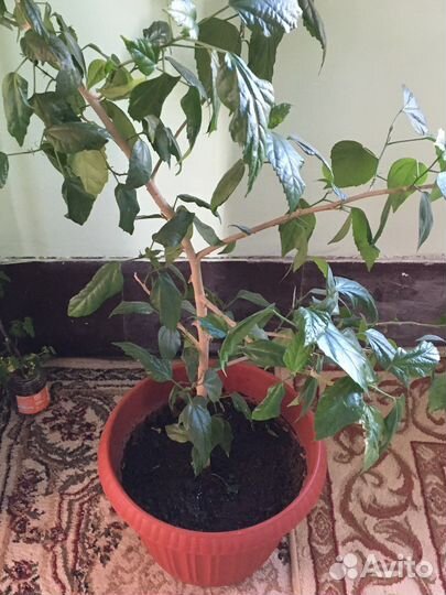 Гибискус растение