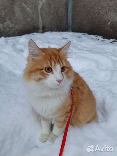 Котик для вязки