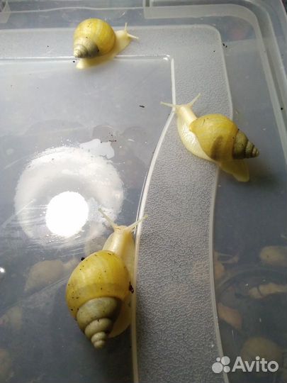 Улитки ахатины