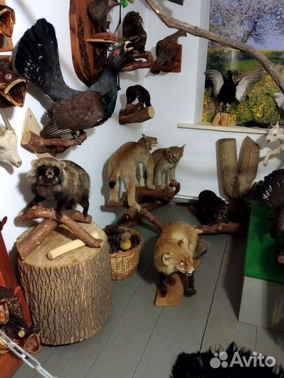 Чучела животных