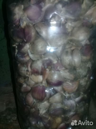 Семена чеснока
