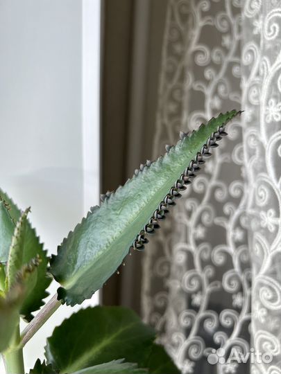 Комнатные цветы каланхоэ