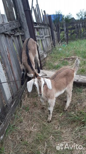 Нубийские козы