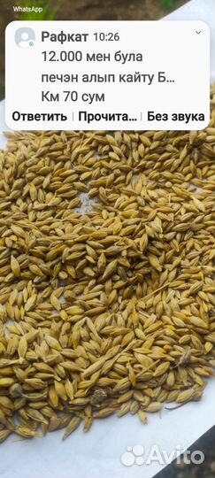 Продам ячмень 30 т все сразу