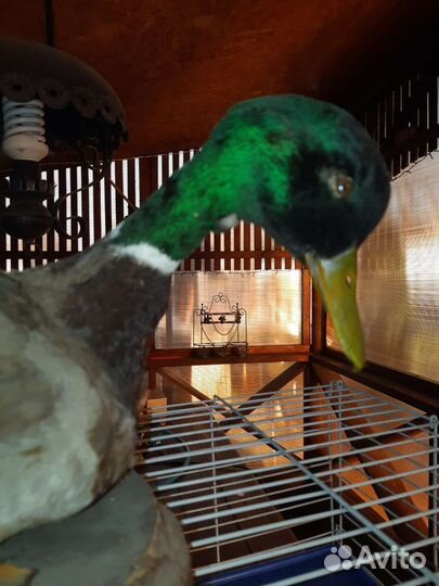 Чучело селезня утки