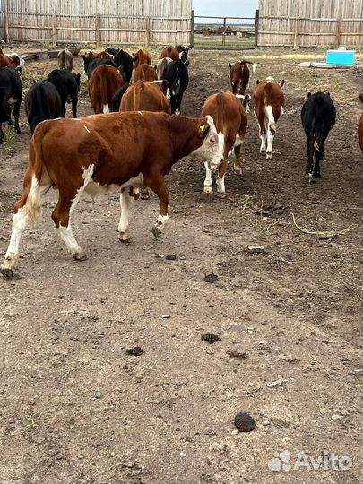 Бычки молодняк Абердин ангус Герефорд
