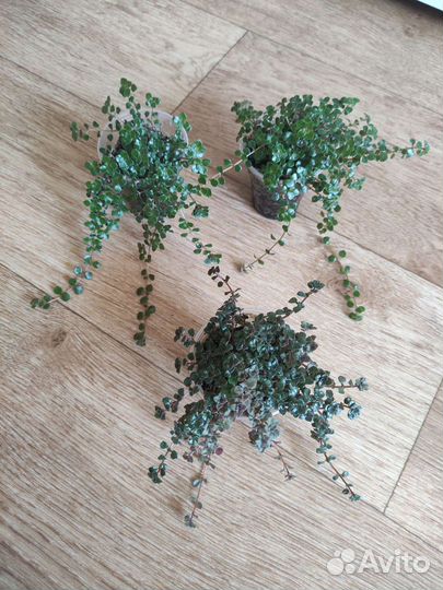 Комнатные растения. часть 2