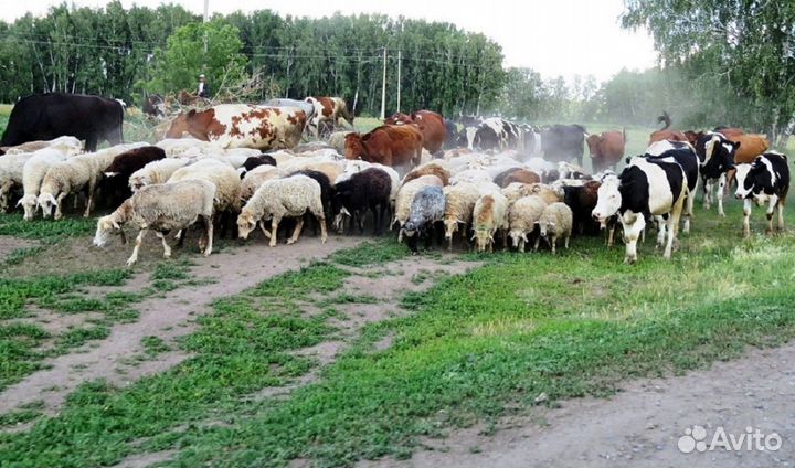 Овцы бараны ярочки