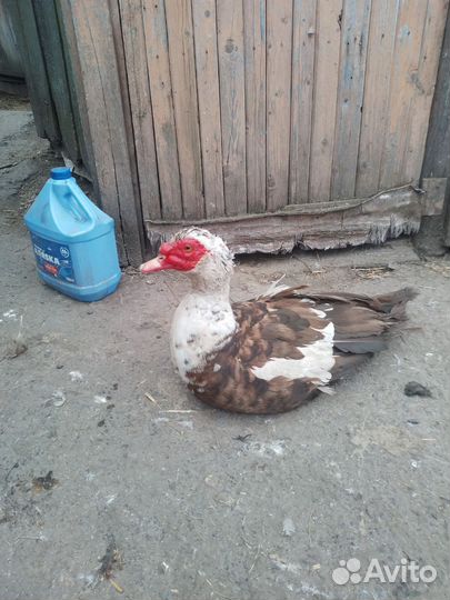 Селезень индоутки