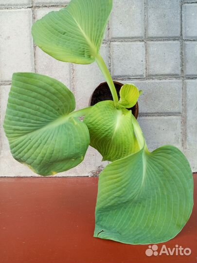 Хоста растение