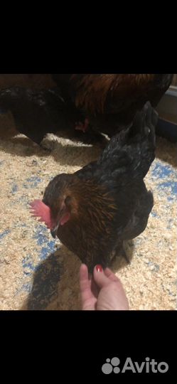 Инкубационное яйцо породистых кур