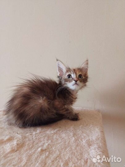 Котята мейн-кун полидакт