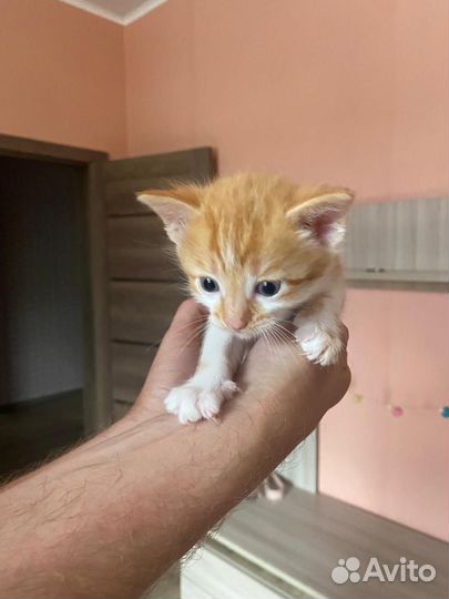 Котята в дар бесплатно