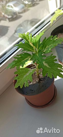 Комнатные растения цветы