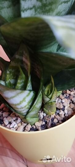 Сансевиерия сортовая