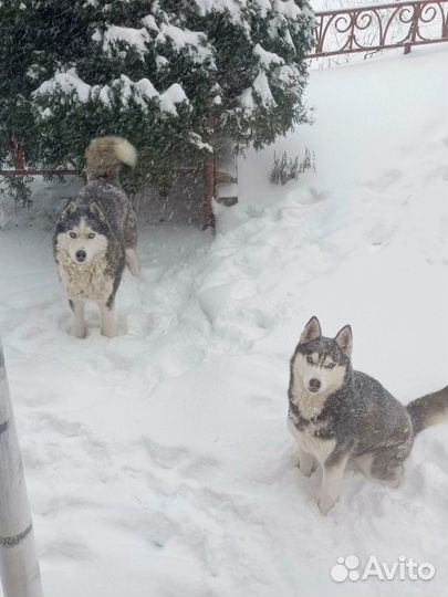 Сибирский хаски