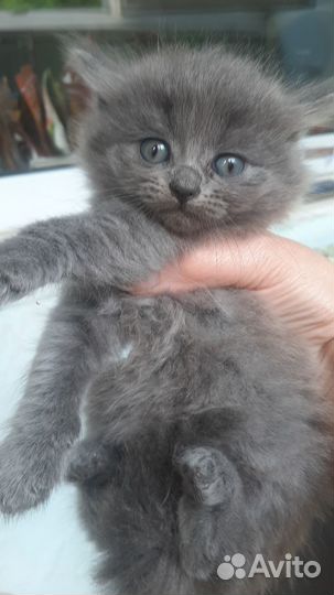 Кошки в добрые руки бесплатно