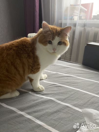 Отдадим в добрые руки