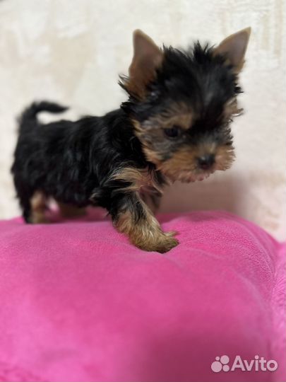 Йорки мини девочки и мальчики