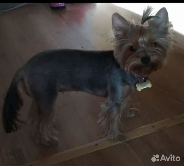 Продается мальчик