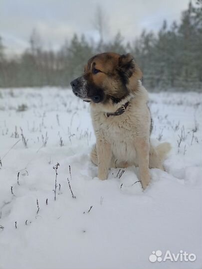 Вязка кавказская овчарка