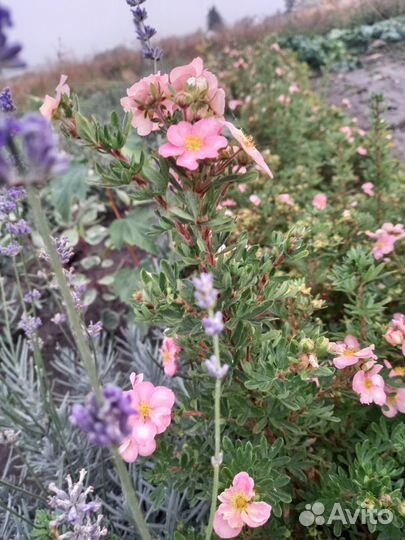 Декоративные кустарники