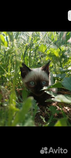 Отдам котят в добрые руки)