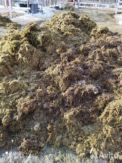 Конский навоз бесплатно