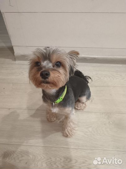 Йоркширский терьер девочка