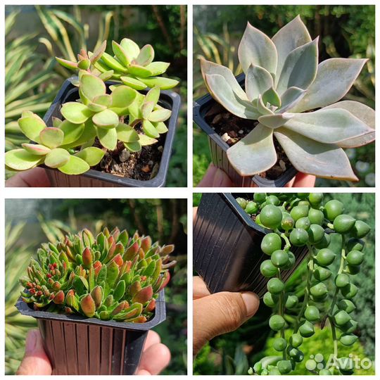 Редкие суккуленты